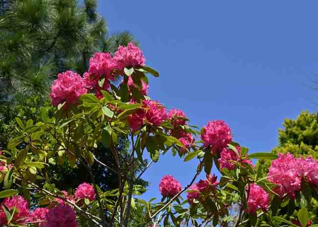 Buransh Juice Benefit